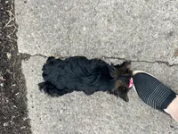 Tara, a female Morkie for sale in Athens, WI – Photo 4 of 9