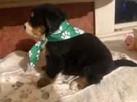 AKC Vance, a male Bernese Mountain Dog for sale in Athens, WI – 7 of 10