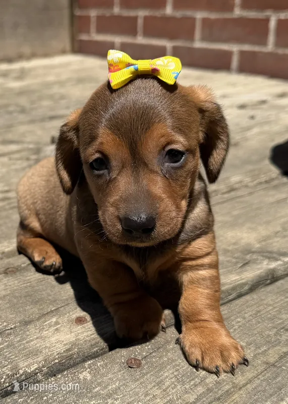 Queen  – Miniature Dachshund puppy for sale in Athens, WI