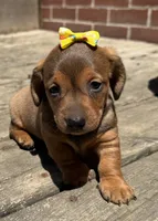 Queen , a female Miniature Dachshund for sale in Athens, WI – 1 of 10