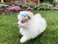 Harper, a female Pomeranian for sale in Athens, WI – 3 of 10