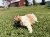 Jane, a female Bichon Frise and Shih Tzu for sale in Athens, WI – 6 of 8