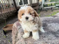 Sierra, a female Poodle - Toy  and Morkie for sale in Athens, WI – 1 of 10