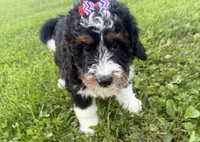Skye, a female Bernedoodle for sale in Athens, WI – 3 of 10