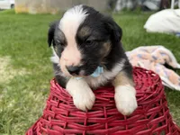 Zander, a male Australian Shepherd and Border Collie for sale in Athens, WI – 10 of 10