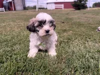 Whitey, a male Bichon Frise and Shih Tzu for sale in Athens, WI – 5 of 10