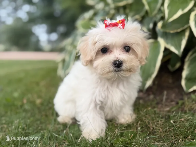 Carrie – Maltipoo puppy for sale in Athens, WI