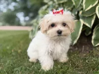 Carrie, a female Maltipoo for sale in Athens, WI – 1 of 10