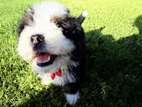 Taz , a male Bernedoodle for sale in Athens, WI – 3 of 10