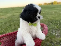 Jordan, a male Bichon Frise and Shih Tzu for sale in Athens, WI – 3 of 10