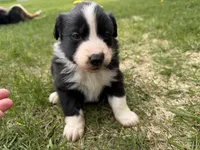 Zilla , a female Australian Shepherd and Border Collie for sale in Athens, WI – 5 of 10