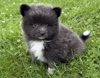 Harlee , a female Pomeranian for sale in Athens, WI – 4 of 10