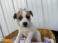 Pearl, a female American Eskimo and Jack Russell Terrier for sale in Athens, WI – 3 of 8