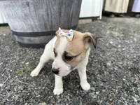 Pearl, a female American Eskimo and Jack Russell Terrier for sale in Athens, WI – 5 of 8