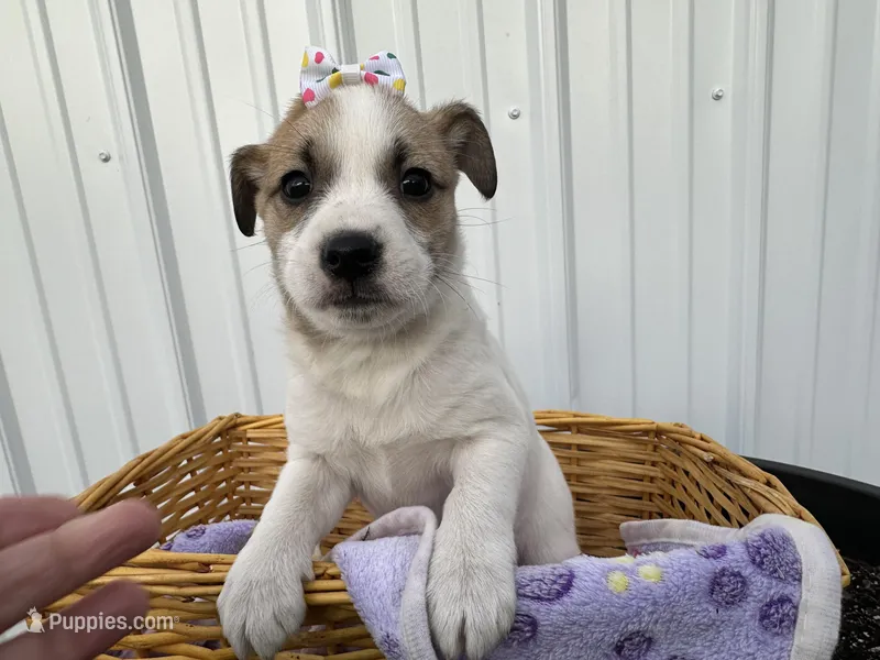 Pearl – American Eskimo, Jack Russell Terrier puppy for sale in Athens, WI