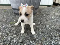Pearl, a female American Eskimo and Jack Russell Terrier for sale in Athens, WI – 6 of 8
