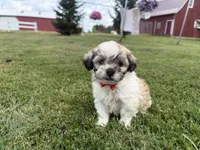 Buster, a male Bichon Frise and Shih Tzu for sale in Athens, WI – 10 of 10