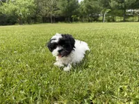 Jo, a female Bichon Frise and Shih Tzu for sale in Athens, WI – 8 of 10