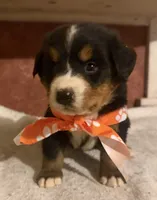 AKC Vada, a female Bernese Mountain Dog for sale in Athens, WI – 4 of 10