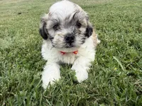 Buster, a male Bichon Frise and Shih Tzu for sale in Athens, WI – 8 of 10