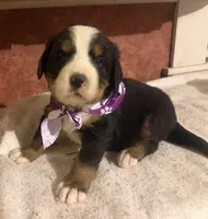 AKC Violet, a female Bernese Mountain Dog for sale in Athens, WI – 8 of 10