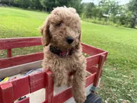 Shep, a male Miniature Goldendoodle for sale in Athens, WI – 8 of 10