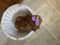 Everlee , a female Cavapoo for sale in Athens, WI – Photo 2 of 8