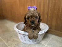 Everlee , a female Cavapoo for sale in Athens, WI – Photo 4 of 8