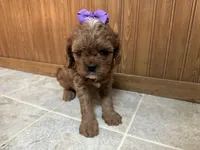Everlee , a female Cavapoo for sale in Athens, WI – Photo 7 of 8