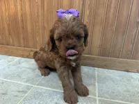Everlee , a female Cavapoo for sale in Athens, WI – Photo 6 of 8