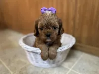 Everlee , a female Cavapoo for sale in Athens, WI – Photo 5 of 8