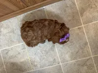 Everlee , a female Cavapoo for sale in Athens, WI – Photo 8 of 8