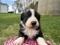 Zilla , a female Australian Shepherd and Border Collie for sale in Athens, WI – 9 of 10