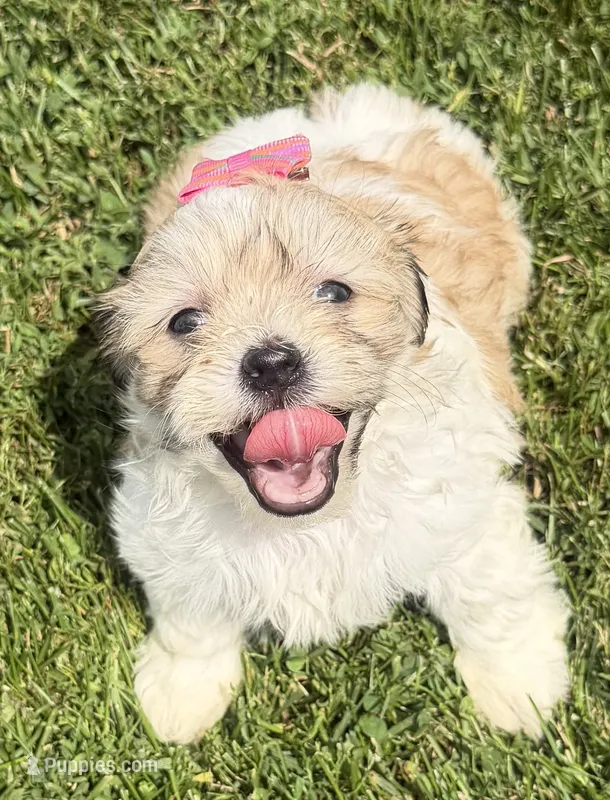 Julie – Bichon Frise, Shih Tzu puppy for sale in Athens, WI
