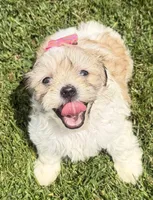 Julie, a female Bichon Frise and Shih Tzu for sale in Athens, WI – 1 of 10