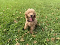 Shep, a male Miniature Goldendoodle for sale in Athens, WI – 1 of 10