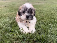 Browny, a male Bichon Frise and Shih Tzu for sale in Athens, WI – 7 of 10