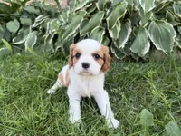 AKC Bristol , a female Cavalier King Charles Spaniel for sale in Athens, WI – 6 of 10