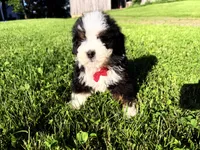 Taz , a male Bernedoodle for sale in Athens, WI – 6 of 10