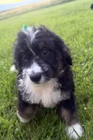 Stormy, a female Bernedoodle for sale in Athens, WI – 3 of 10
