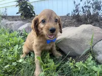 Chester, a male Cockapoo for sale in Athens, WI – 3 of 10