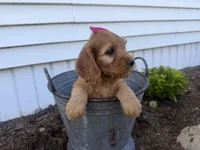 Casey, a female Cockapoo for sale in Athens, WI – 7 of 10