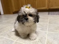 Stars, a female Shih Tzu for sale in Athens, WI – 7 of 10
