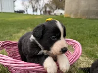Zilla , a female Australian Shepherd and Border Collie for sale in Athens, WI – 4 of 10