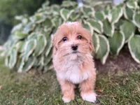 Carlee, a female Maltipoo for sale in Athens, WI – 1 of 9