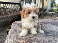 Sierra, a female Poodle - Toy  and Morkie for sale in Athens, WI – 2 of 10