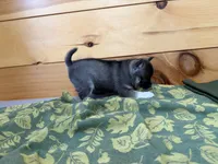 Vivian, a female Pomsky for sale in Athens, WI – 4 of 9