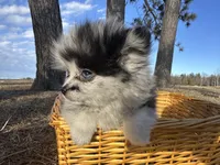 Blue, a male Pomeranian for sale in Athens, WI – Photo 9 of 10