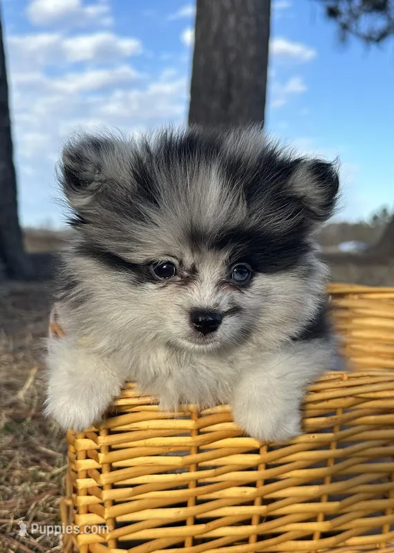 Blue – Pomeranian puppy for sale in Athens, WI