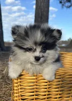 Blue, a male Pomeranian for sale in Athens, WI – Photo 1 of 10